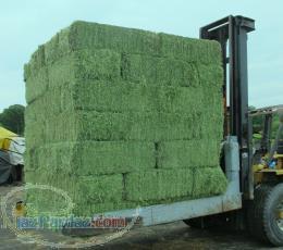 فروش یونجه پرس شده 