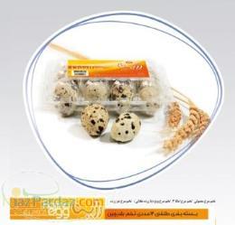 فروش تخم مرغ و تخم بلدرچین و کبک