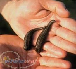 فروش زالوی طبی