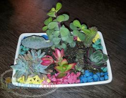 فروش انواع تراریوم گل و گلدان کاکتوس 