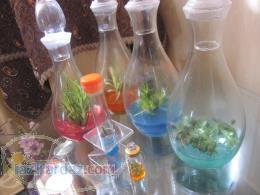 فروش گیاهان بسیار زیبا در درون شیشه با روش پیشرفته کشت بافت 