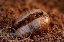 فروش تفاله قهوه 