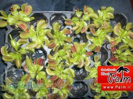 فروش عمده گیاهان گوشتخوار 