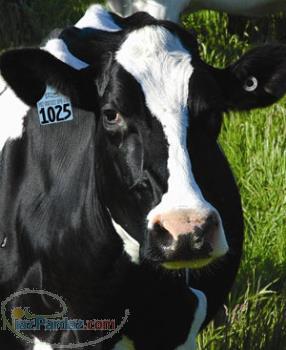 سامانه جامع مدیریت دام بر مبنـــای RFID