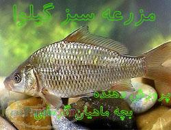 فروش انواع ماهی گرم آبی