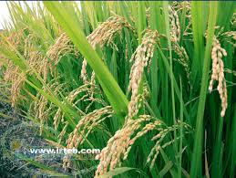 فروش برنج از توليد به مصرف (كارخانه برنجكوبي فلاح)