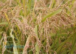 سبوس شالی امساله 