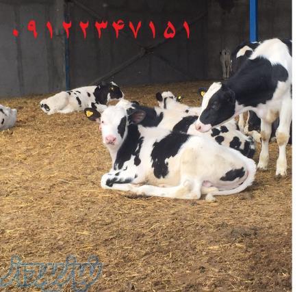 فروش گوساله پرواری