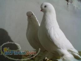 فروش انواع کبوتر زینتی