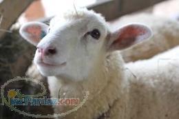 فروش گوسفند زنده-09109782123