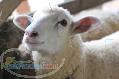 فروش گوسفند زنده-09109782123