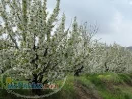 فروش زمین محصور در قطعات مختلف 