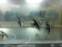 آنجل هاف بلک 