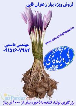 آغاز فصل فروش پیاز زعفران در سال 93