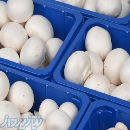 دستگاه بسته بندی قارچ 09144432479