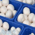 دستگاه بسته بندی قارچ 09144432479