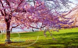 مرکز پزشکی و طب سنتی بهار کرمان