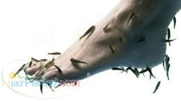 فيش اسپا ماهی درمانی دکتر فیش دكتر ماهى 