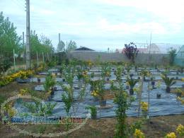 فروش گلخانه 