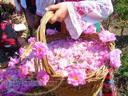 پذیرش نمایندگی فروش عرقیات گیاهی 