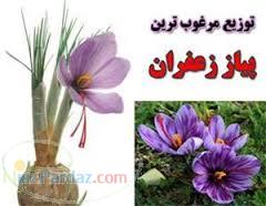 فروش پیاز زعفران خراسان 