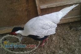 فروش قرقاول سیلور (بسیار زیبا) 