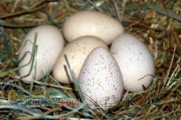 فروش تخم نطفه دار و خوراکی بوقلمون 