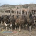 فروش جوجه شتر مرغ 