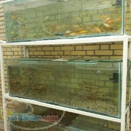 فروش عمده ی ماهی 