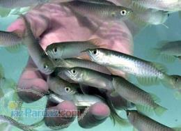 توزیع تخم چشم زده ماهی 