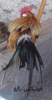 فروش تخم نطفه دار قرقاول و پرندگان تزیینی