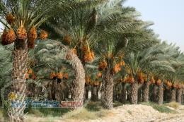خرید خرما با کیفیت عالی 