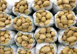 فروش سیب زمینی  سیر فلفل دلمه (غیر گلخانه ایی) و 