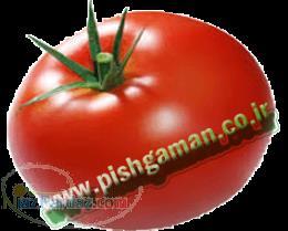 بذر گوجه فرنگی 02632222504 