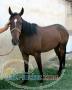 فروش اسـب 