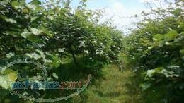 فروش ارزان زمین تالش(گیلان)