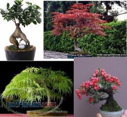 نیاز به سرمایه 30 میلیونی برای تولید بونسای (رخت مینیاتوری) داریم 