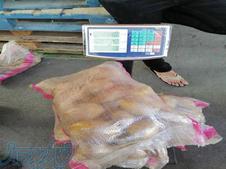 صادرات و فروش سیب زمینی همدان