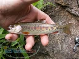 فروش ویژه بچه ماهی قزل آلای نروژی 