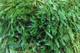 اجاره چمن مصنوعی 