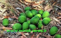 ميناب بندرعباس خانه دربست جهت ساخت ياسكونت 