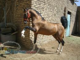 فروش کره نریان نوه سالار (1) دره شوری پدر سپهسالار(حاج احمد سهیلی) 