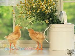 عرضه جوجه یکروزه مرغ اردک خروسک رنگی