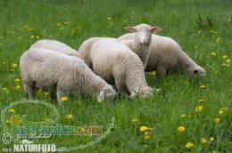 فروش مجوز صادرت بیست هزار گوسفند به کشورهای عربی 