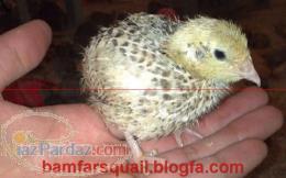 فروش تخم جوجه 1 روزه مولد و تجهیزات مربوط به پرورش بلدرچین و کبک و قرقاول