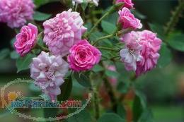 گلاب و عرقیات گیاهی مهرگان 