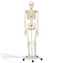 اسکلت انسان 