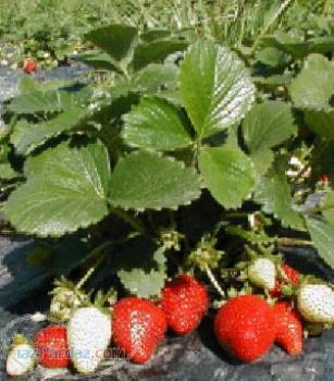 فروش رانر و بوته توت فرنگی 