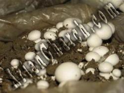 تولید فروش خاک پوششی قارچ خوراکی خارجی  - تهران