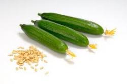 بذرخیار گلخانه ای شرکت سیب سبز  - تهران